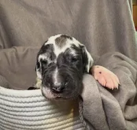Cutie Pie, a female Great Dane for sale in Gastonia, NC – 1 of 4