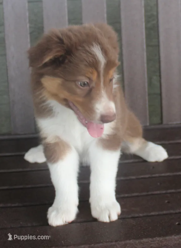 Lexxy – Border Collie puppy for sale in Clay Springs, AZ