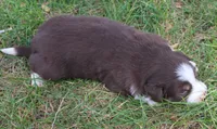 Rex, a male Border Collie for sale in Clay Springs, AZ – 3 of 6