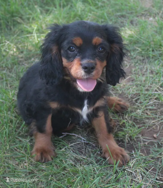 AKC Rocky – Cavalier King Charles Spaniel puppy for sale in Clay Springs, AZ