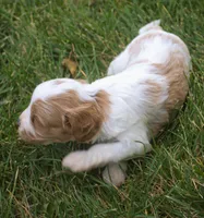 Sam, a male Cavapoo for sale in Clay Springs, AZ – 3 of 3