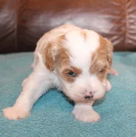 Dusty, a male Cavapoo for sale in Clay Springs, AZ – Photo 3 of 6