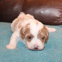 Dusty, a male Cavapoo for sale in Clay Springs, AZ – Photo 6 of 6