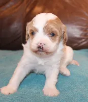 Dusty, a male Cavapoo for sale in Clay Springs, AZ – Photo 1 of 6
