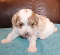 Dusty, a male Cavapoo for sale in Clay Springs, AZ – Photo 5 of 6