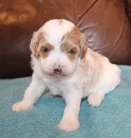 Dusty, a male Cavapoo for sale in Clay Springs, AZ – Photo 4 of 6