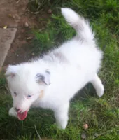 Jake, a male Border Collie for sale in Clay Springs, AZ – 3 of 10