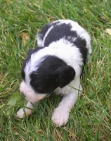 Fetch, a male Cavapoo for sale in Clay Springs, AZ – 2 of 4