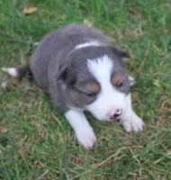 Grit, a male Border Collie for sale in Clay Springs, AZ – 5 of 8