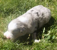 Rover, a male Border Collie for sale in Clay Springs, AZ – 4 of 7