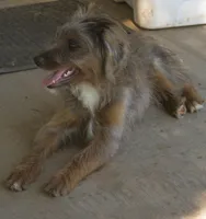 Missy, a female Bordoodle for sale in Clay Springs, AZ – 3 of 6