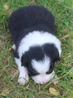 Gypsy, a female Border Collie for sale in Clay Springs, AZ – 2 of 6