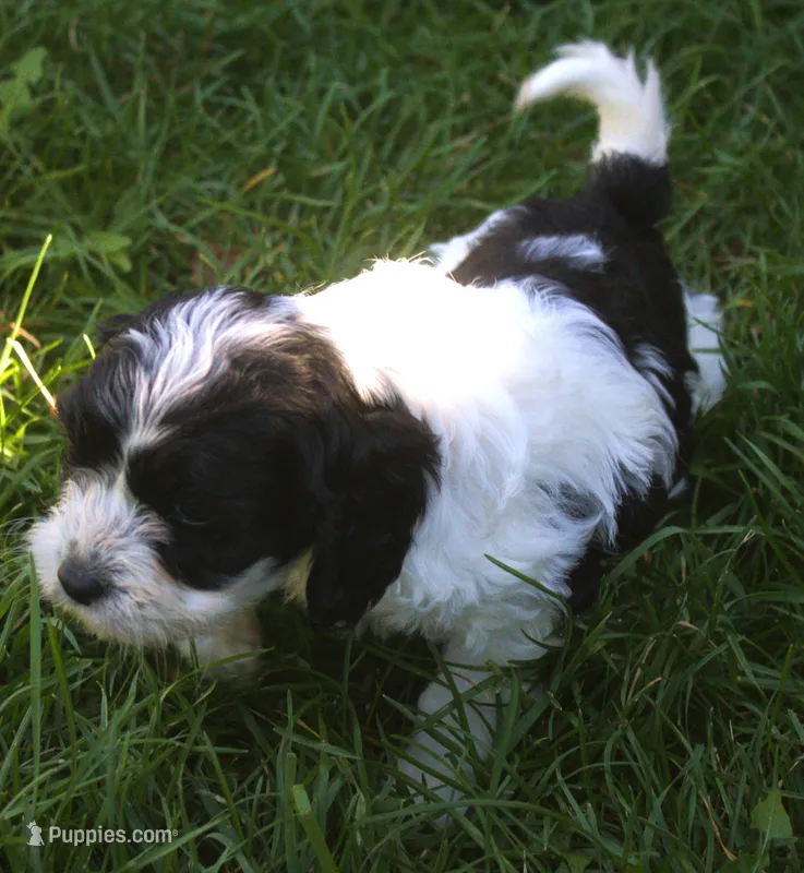 Rusty – Cavapoo puppy for sale in Clay Springs, AZ