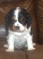 AKC Prissy, a female Cavalier King Charles Spaniel for sale in Clay Springs, AZ – 5 of 5