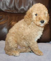 Teddy, a male Irish Doodle for sale in Clay Springs, AZ – Photo 4 of 4
