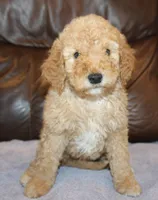 Teddy, a male Irish Doodle for sale in Clay Springs, AZ – Photo 2 of 4