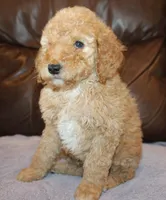 Teddy, a male Irish Doodle for sale in Clay Springs, AZ – Photo 3 of 4