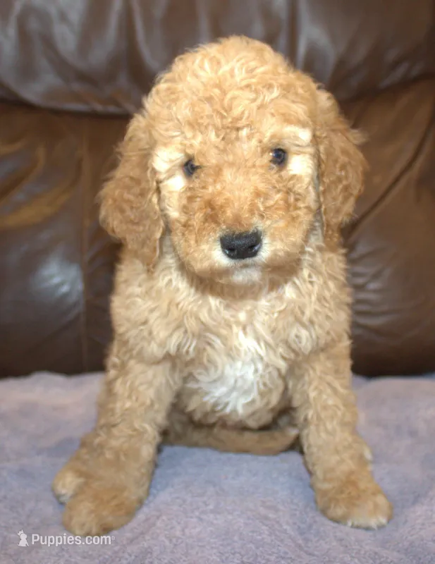 Teddy, a male Irish Doodle for sale in Clay Springs, AZ – Photo 1 of 4