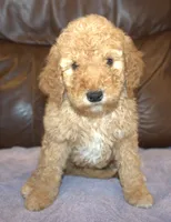 Teddy, a male Irish Doodle for sale in Clay Springs, AZ – Photo 1 of 4