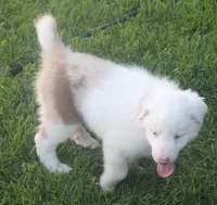 Max, a male Border Collie for sale in Clay Springs, AZ – 1 of 9