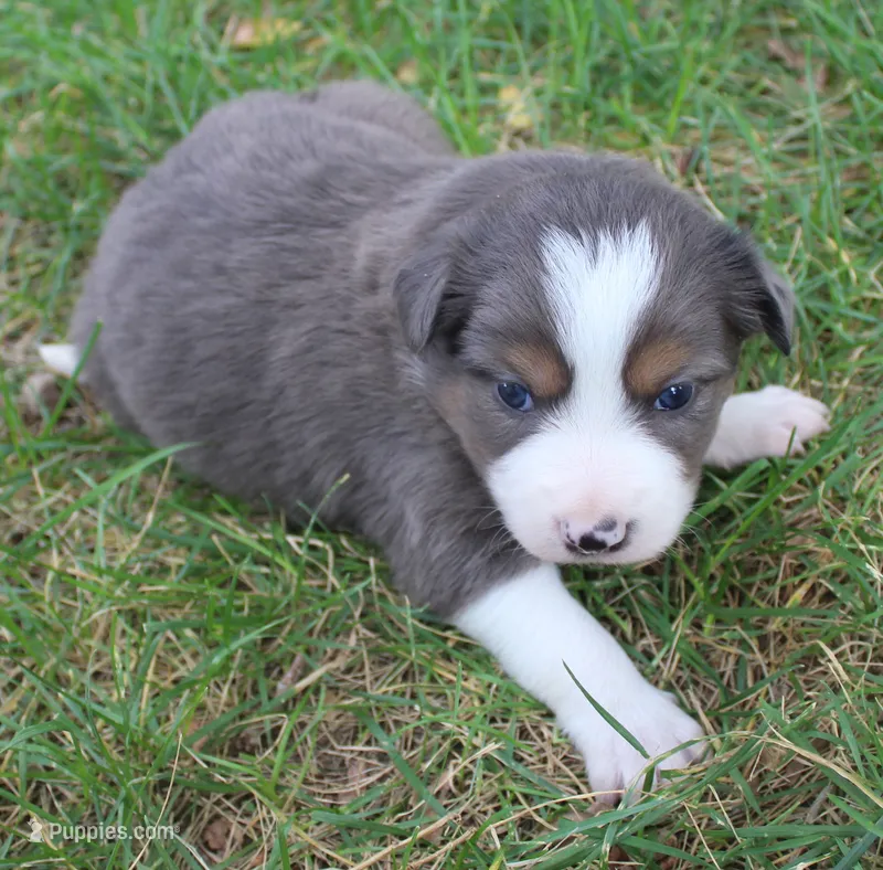 Grit – Border Collie puppy for sale in Clay Springs, AZ
