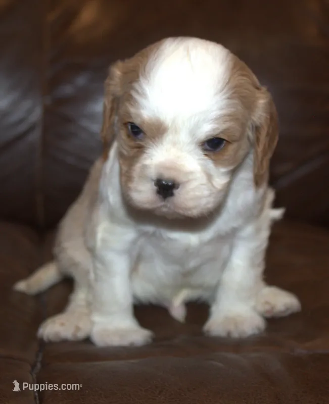 AKC Ruger – Cavalier King Charles Spaniel puppy for sale in Clay Springs, AZ