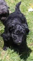 Jasper, a male Bordoodle for sale in Clay Springs, AZ – 6 of 6