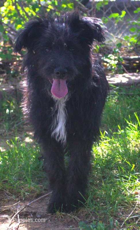 Tess – Bordoodle puppy for sale in Clay Springs, AZ