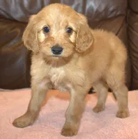 Chloe, a female Irish Doodle for sale in Clay Springs, AZ – Photo 2 of 4