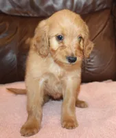 Chloe, a female Irish Doodle for sale in Clay Springs, AZ – Photo 3 of 4