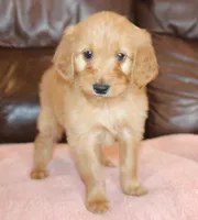 Chloe, a female Irish Doodle for sale in Clay Springs, AZ – Photo 4 of 4