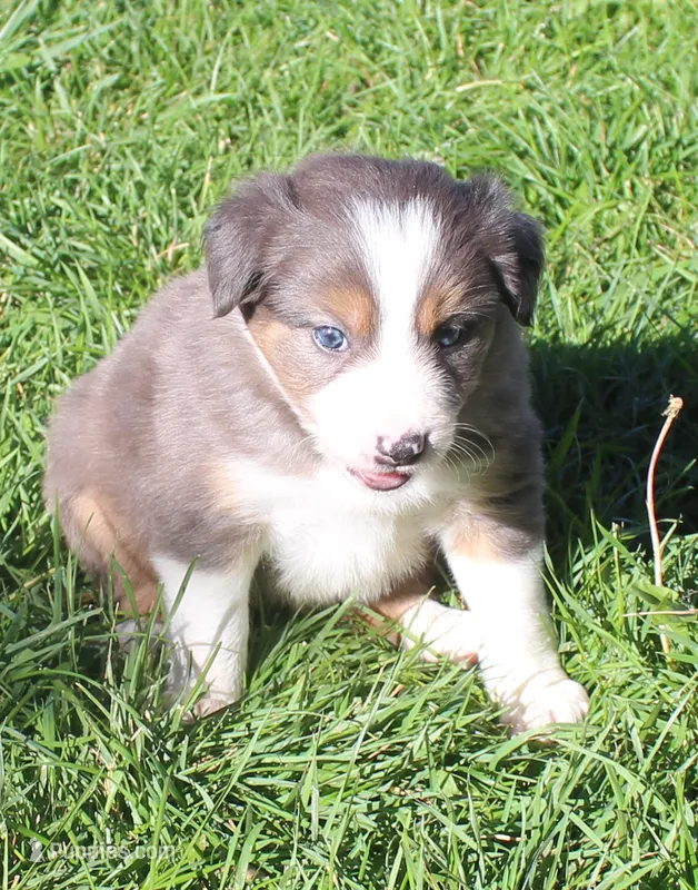 Grit – Border Collie puppy for sale in Clay Springs, AZ
