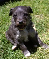 Romeo, a male Bordoodle for sale in Clay Springs, AZ – 5 of 5