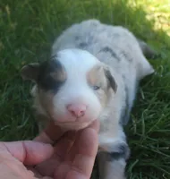 Rover, a male Border Collie for sale in Clay Springs, AZ – 5 of 7