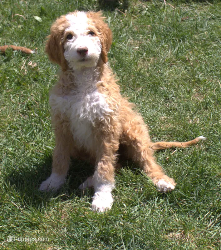 Stella – Irish Doodle puppy for sale in Clay Springs, AZ