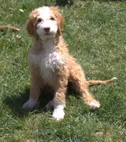 Stella, a female Irish Doodle for sale in Clay Springs, AZ – 4 of 5