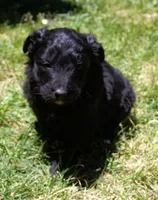 Jasper, a male Bordoodle for sale in Clay Springs, AZ – 4 of 6
