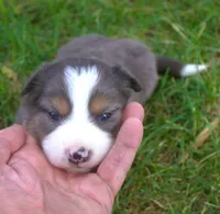 Grit, a male Border Collie for sale in Clay Springs, AZ – 3 of 8