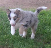 Rover, a male Border Collie for sale in Clay Springs, AZ – 2 of 10