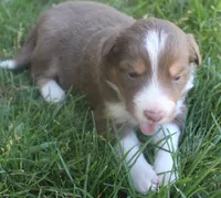 Lexxy, a female Border Collie for sale in Clay Springs, AZ – 2 of 6