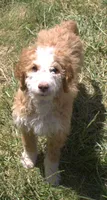 Stella, a female Irish Doodle for sale in Clay Springs, AZ – 5 of 5