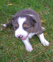 Grit, a male Border Collie for sale in Clay Springs, AZ – 2 of 8