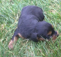 Roxy, a female Cavapoo for sale in Clay Springs, AZ – 4 of 4