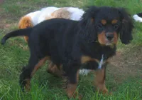 AKC Rocky, a male Cavalier King Charles Spaniel for sale in Clay Springs, AZ – 5 of 6