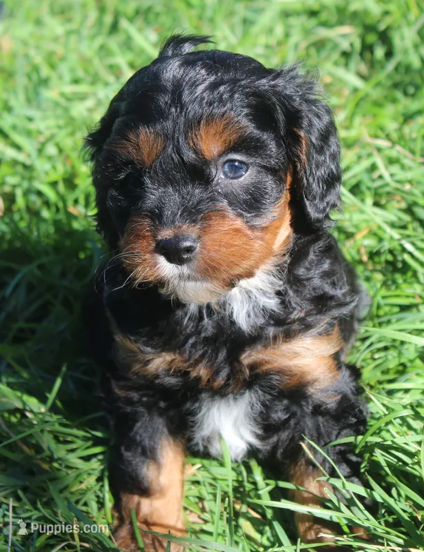 Lexxy – Cavapoo puppy for sale in Clay Springs, AZ