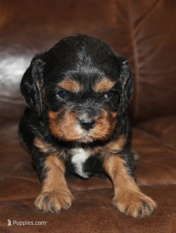 AKC Rocky – Cavalier King Charles Spaniel puppy for sale in Clay Springs, AZ