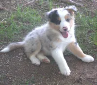 Rover, a male Border Collie for sale in Clay Springs, AZ – 7 of 10