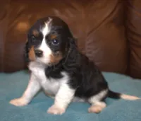 Prince, a male Cavalier King Charles Spaniel for sale in Clay Springs, AZ – Photo 6 of 8