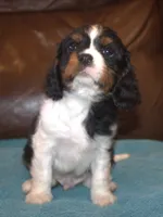 Prince, a male Cavalier King Charles Spaniel for sale in Clay Springs, AZ – Photo 1 of 8