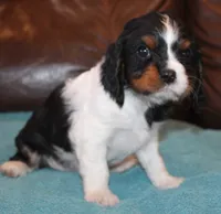 Prince, a male Cavalier King Charles Spaniel for sale in Clay Springs, AZ – Photo 3 of 8